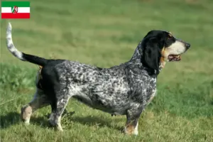 Lees meer over het artikel Basset bleu de Gascogne fokkers en pups in Noordrijn-Westfalen