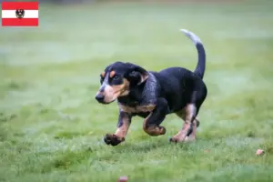 Lees meer over het artikel Basset bleu de Gascogne fokkers en pups in Oostenrijk