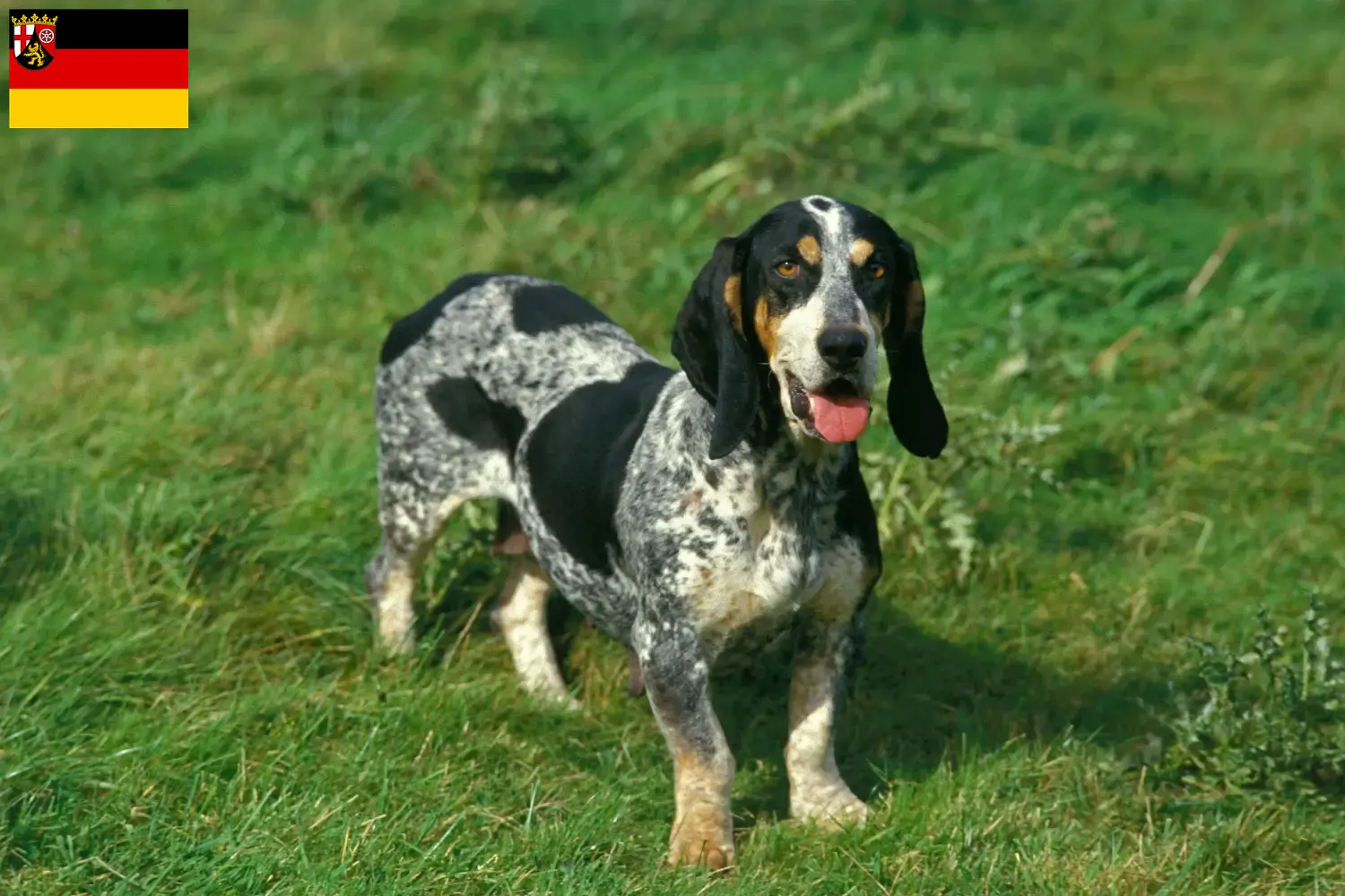 Basset bleu de Gascogne puppy's en fokkers Rijnland-Palts Hier vind je Basset bleu de Gascognes fokkers in Rijnland-Palts.