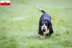 Lees meer over het artikel Basset bleu de Gascogne fokkers en pups in Thüringen