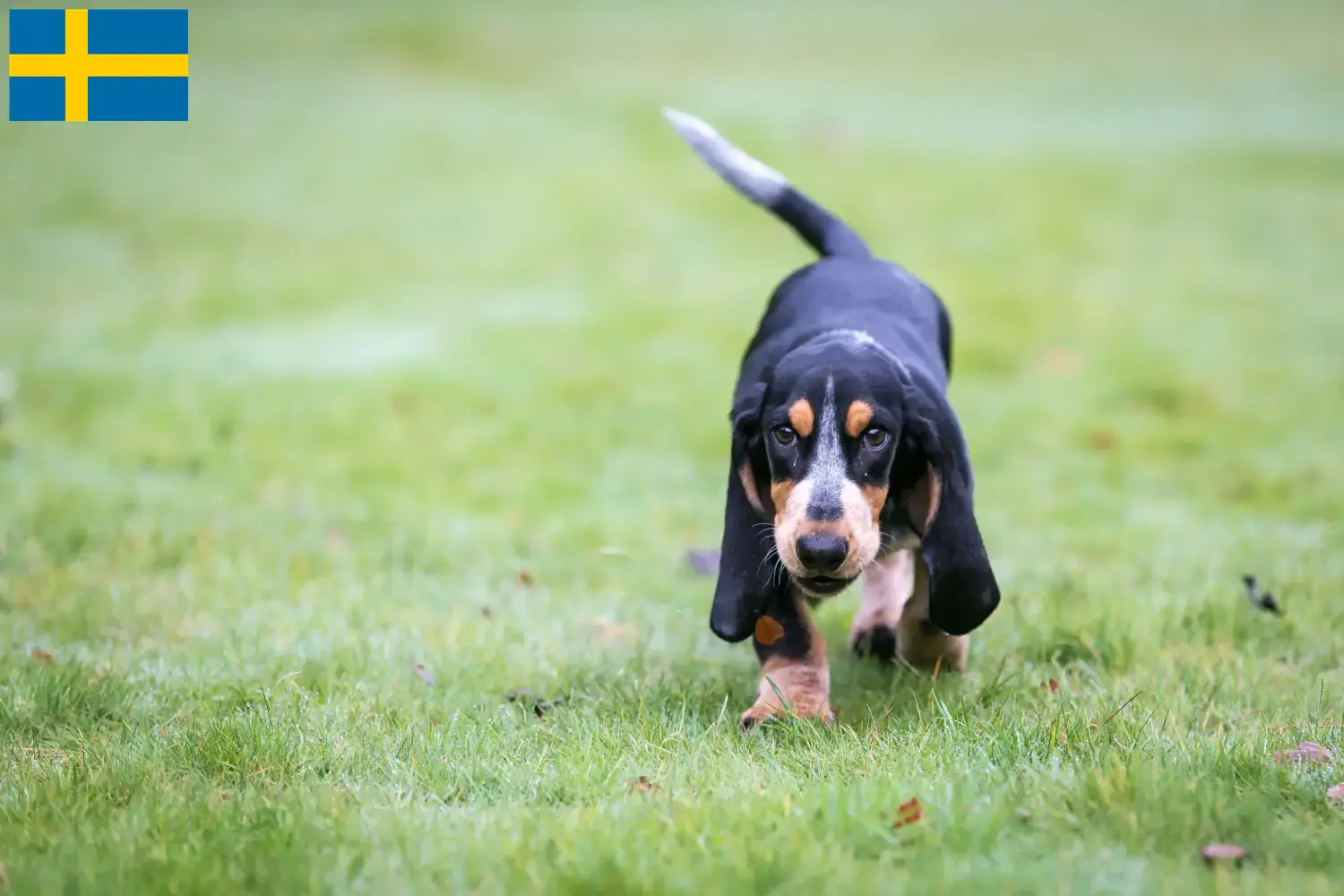 Lees meer over het artikel Basset bleu de Gascogne fokkers en pups in Zweden