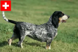 Lees meer over het artikel Basset bleu de Gascogne fokkers en pups in Zwitserland