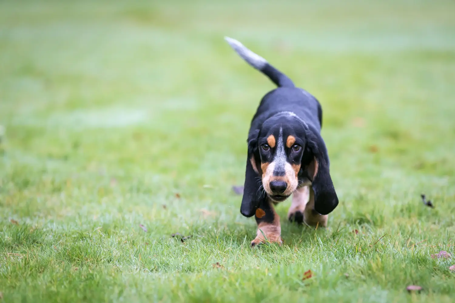 Een Basset bleu de Gascogne puppy kopen betekent verantwoordelijkheid nemen! Basset bleu de Gascogne puppy kopen.