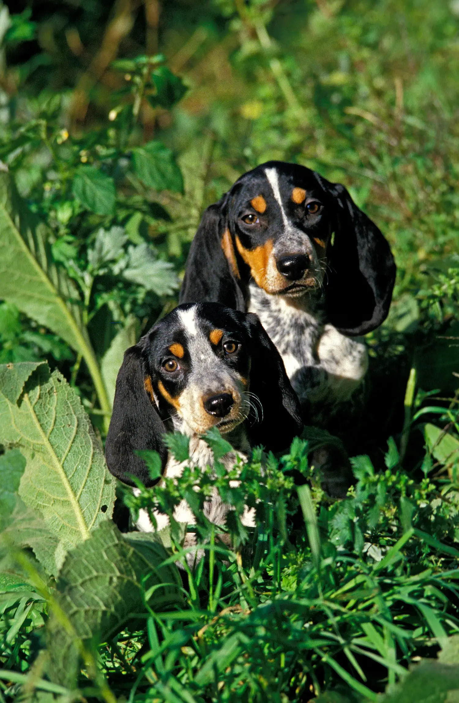 Een Basset bleu de Gascogne puppy kopen betekent verantwoordelijkheid nemen! Basset bleu de Gascogne puppy kopen.