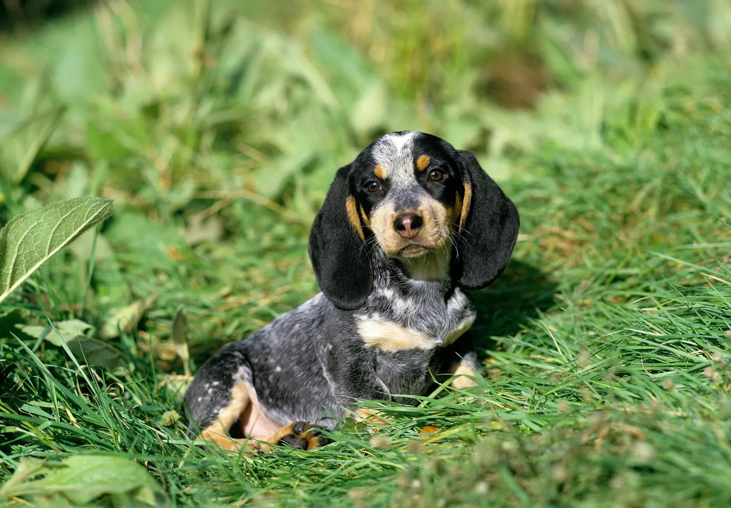 Een Basset bleu de Gascogne puppy kopen betekent verantwoordelijkheid nemen! Basset bleu de Gascogne puppy kopen.