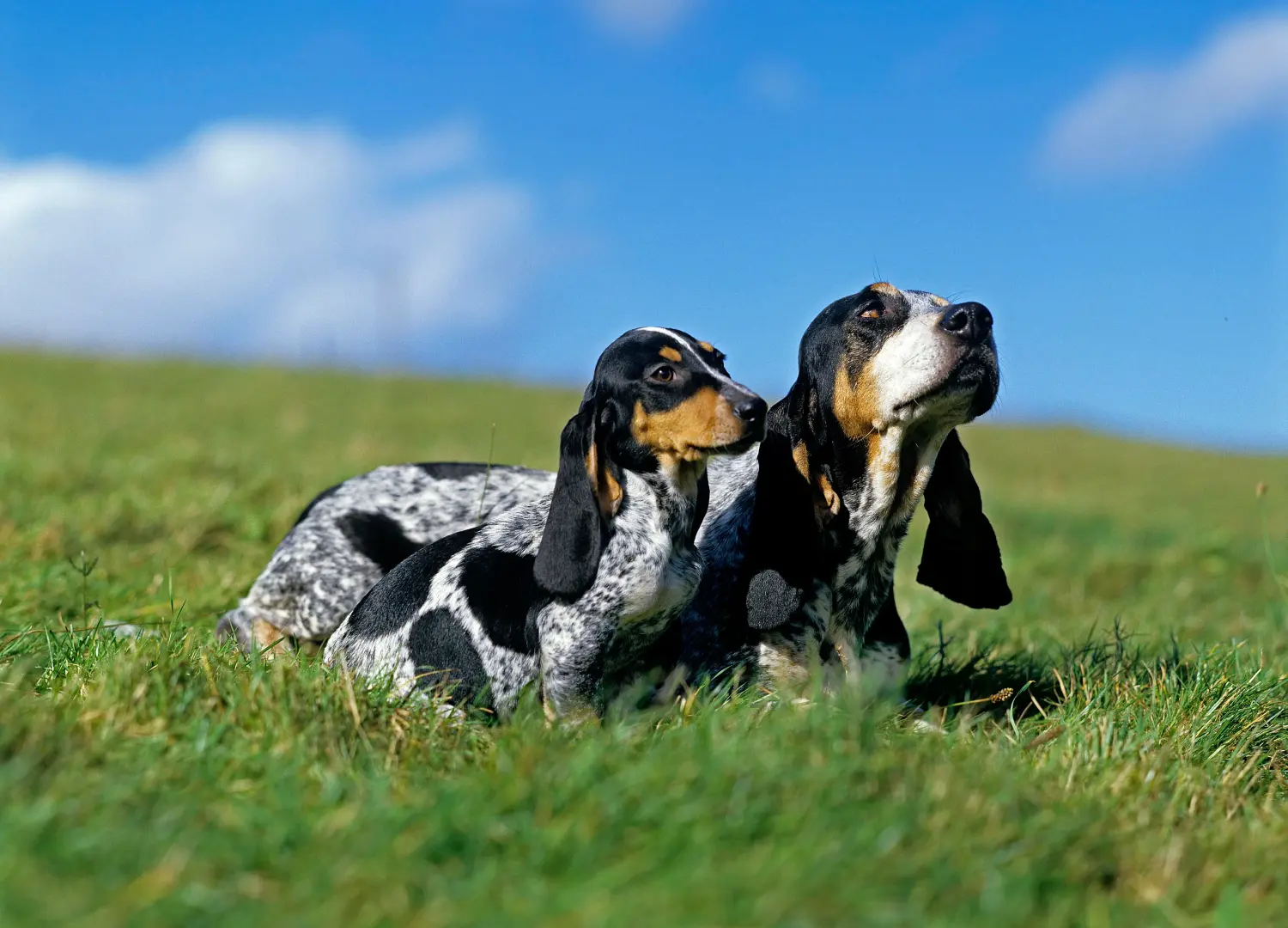 Een Basset bleu de Gascogne puppy kopen betekent verantwoordelijkheid nemen! Basset bleu de Gascogne puppy kopen.
