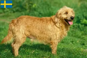 Lees meer over het artikel Basset fauve de Bretagne fokkers en pups in Zweden