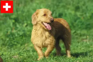 Lees meer over het artikel Basset fauve de Bretagne fokkers en pups in Zwitserland
