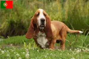 Lees meer over het artikel Basset Hound fokkers en pups in Portugal