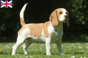Lees meer over het artikel Beagle fokkers en puppy’s in Groot-Brittannië