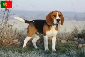Lees meer over het artikel Beagle fokkers en puppy’s in Portugal