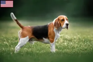 Lees meer over het artikel Beagle fokkers en puppy’s in de VS