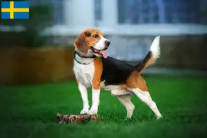 Lees meer over het artikel Beagle fokkers en puppy’s in Zweden