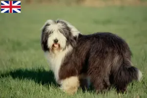 Lees meer over het artikel Bearded Collie fokkers en puppies in Groot-Brittannië