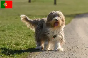 Lees meer over het artikel Baard Collie fokkers en pups in Portugal
