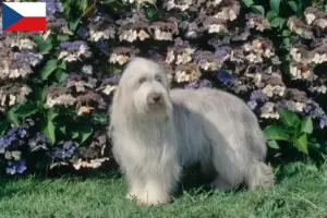 Lees meer over het artikel Bearded Collie fokkers en pups in Tsjechië