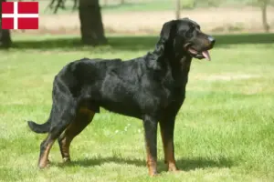 Lees meer over het artikel Beauceron fokkers en pups in Denemarken