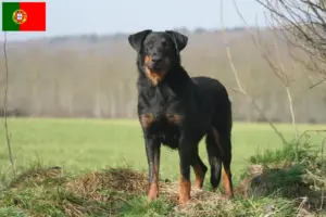 Lees meer over het artikel Beauceron fokkers en pups in Portugal