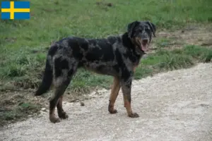Lees meer over het artikel Beauceron fokkers en pups in Zweden