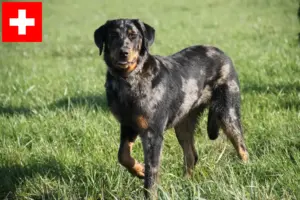 Lees meer over het artikel Beauceron fokkers en pups in Zwitserland