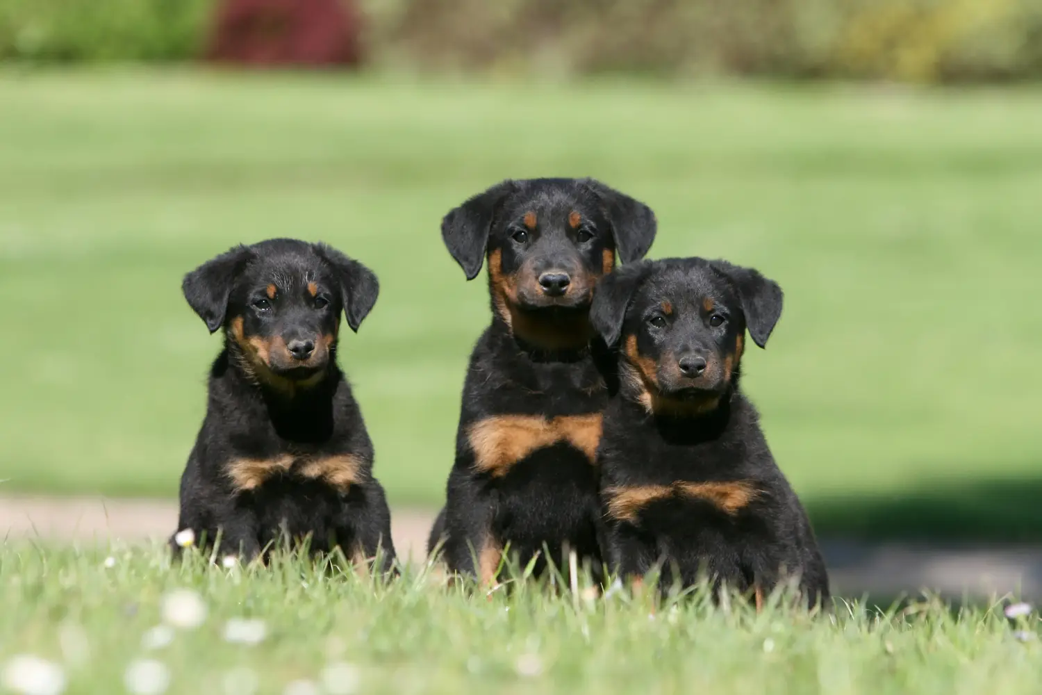 Een Beauceron puppy kopen betekent verantwoordelijkheid nemen! Beauceron puppy kopen.