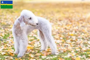 Lees meer over het artikel Bedlington Terrier fokkers en pups in Flevoland