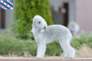 Lees meer over het artikel Bedlington Terrier fokkers en pups in Friesland