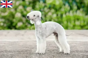 Lees meer over het artikel Bedlington Terrier fokkers en puppies in Groot-Brittannië
