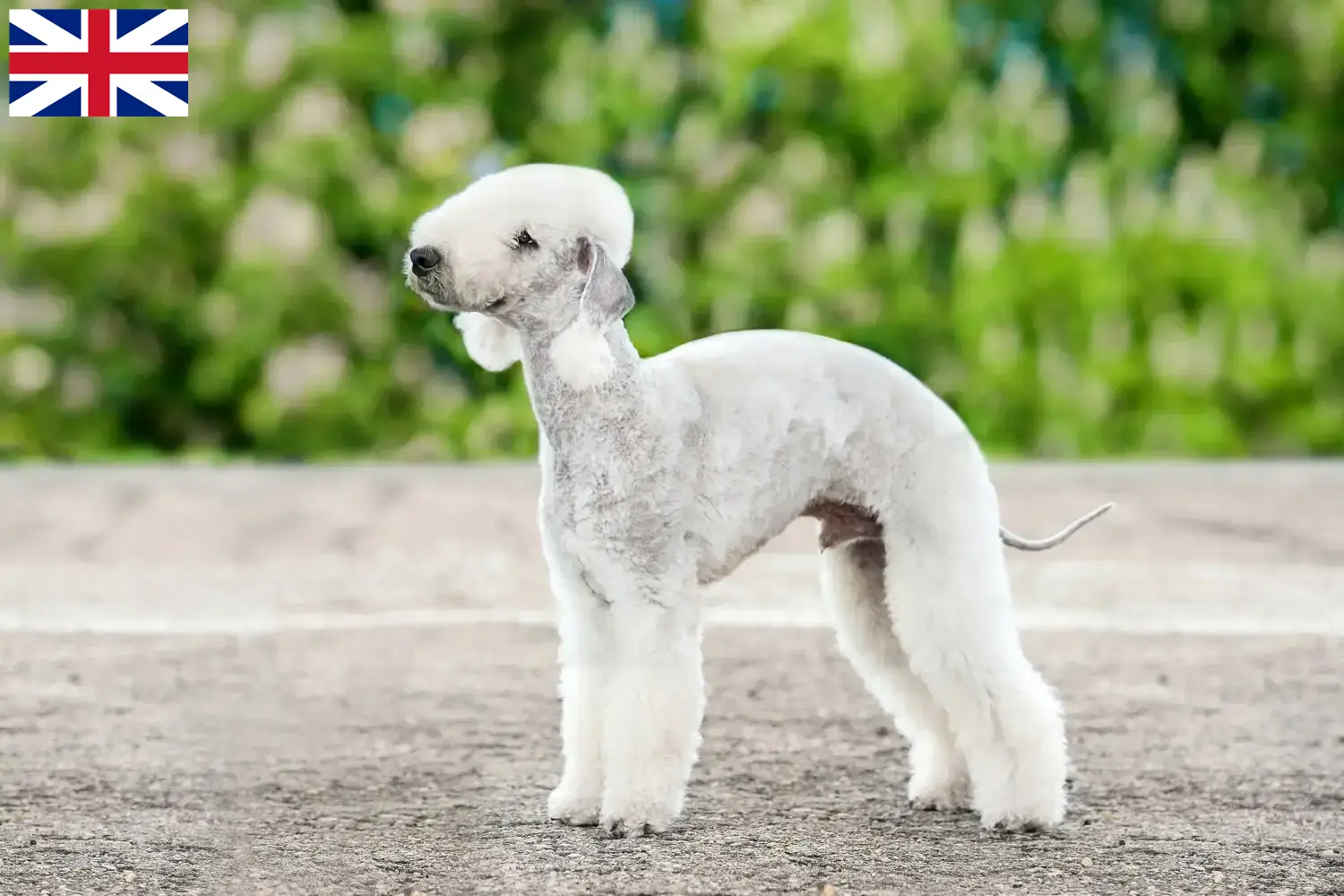 Bedlington Terrier puppies en fokkers Groot-Brittannië Vind hier Bedlington Terrier fokkers in het Verenigd Koninkrijk.