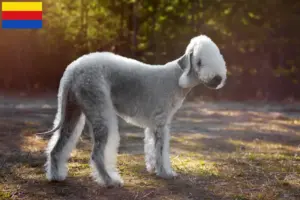 Lees meer over het artikel Bedlington Terrier fokkers en pups in Noord-Holland