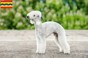 Lees meer over het artikel Bedlington Terrier fokkers en pups in Overijssel