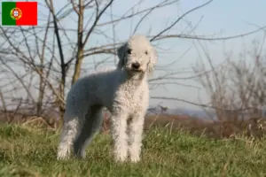 Lees meer over het artikel Bedlington Terrier fokkers en pups in Portugal