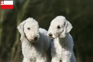 Lees meer over het artikel Bedlington Terrier fokkers en pups in Utrecht