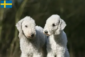 Lees meer over het artikel Bedlington Terrier fokkers en pups in Zweden