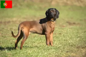 Lees meer over het artikel Beierse windhond fokkers en puppies in Portugal