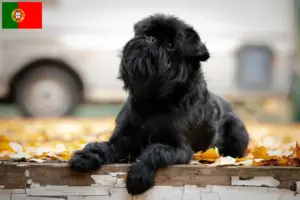 Lees meer over het artikel Belgische dwerg Griffon fokker en pups in Portugal