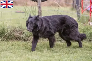 Lees meer over het artikel Belgische Herdershondenfokkers en Puppies in Groot-Brittannië