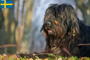 Lees meer over het artikel Bergamasker Herdershond Fokker en Puppies in Zweden