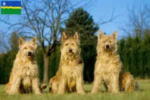 Lees meer over het artikel Berger de Picardie fokkers en pups in Flevoland