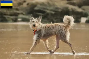 Lees meer over het artikel Berger de Picardie fokkers en pups in Gelderland