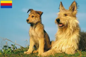Lees meer over het artikel Berger de Picardie fokkers en pups in Noord-Holland