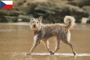Lees meer over het artikel Berger de Picardie fokkers en pups in Tsjechië