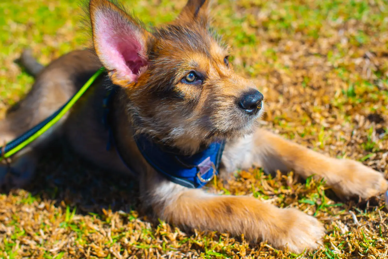 Een Berger de Picardie puppy kopen betekent verantwoordelijkheid nemen! Koop Berger de Picardie puppies.