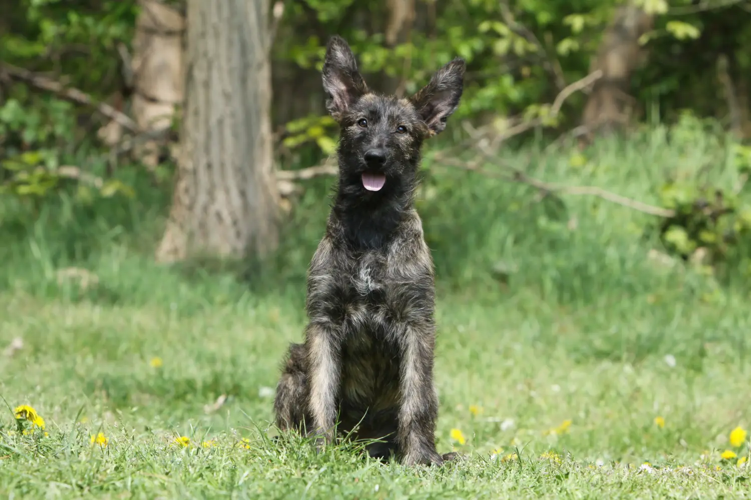 Een Berger de Picardie puppy kopen betekent verantwoordelijkheid nemen! Koop Berger de Picardie puppies.