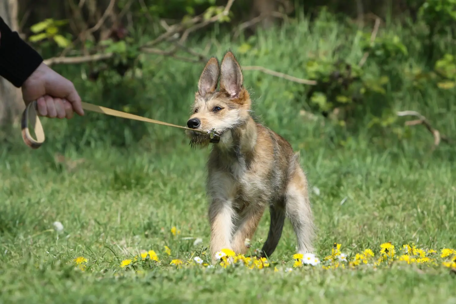 Een Berger de Picardie puppy kopen betekent verantwoordelijkheid nemen! Koop Berger de Picardie puppies.
