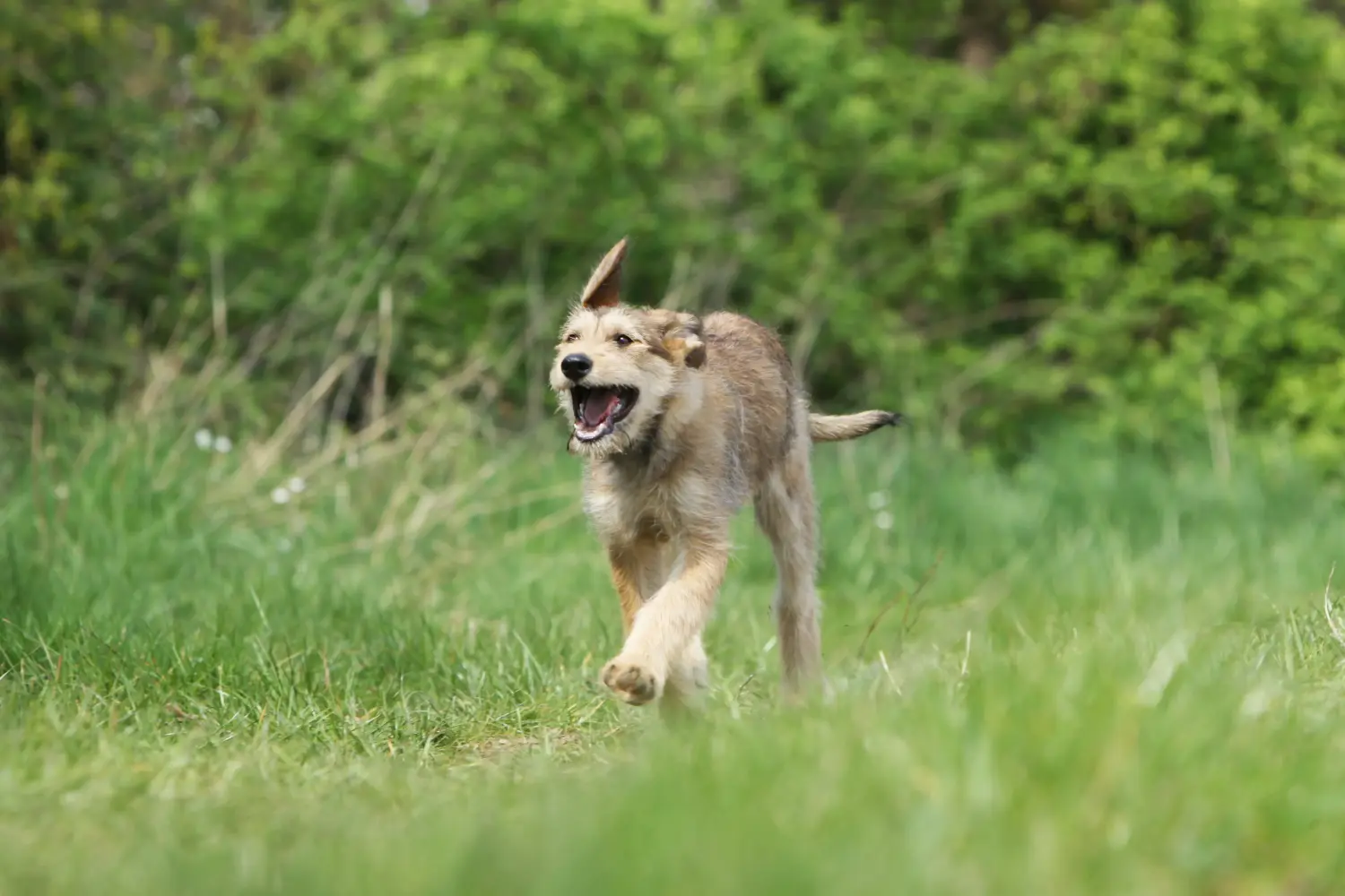 Een Berger de Picardie puppy kopen betekent verantwoordelijkheid nemen! Koop Berger de Picardie puppies.