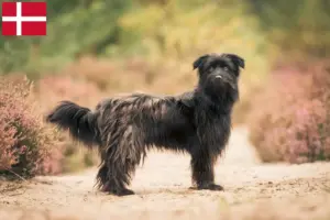 Lees meer over het artikel Berger des Pyrenees fokkers en pups in Denemarken