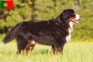 Lees meer over het artikel Berner Sennenhondenfokker en Puppies in Portugal
