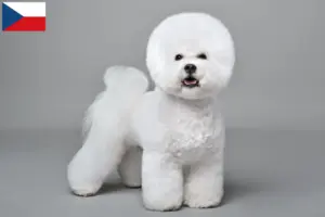 Lees meer over het artikel Bichon Frisé fokkers en pups in Tsjechië