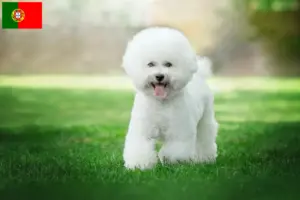 Lees meer over het artikel Bichon Frisé fokkers en pups in Portugal